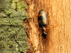 Phloeoxena signata