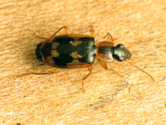 Phloeoxena signata