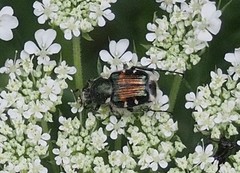 Trichiotinus viridans