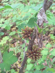 Rhopalomyia grossulariae
