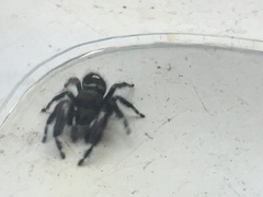 Phidippus audax