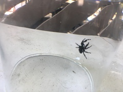 Phidippus audax