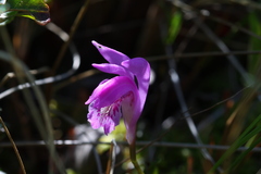 Arethusa bulbosa