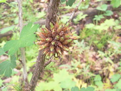 Rhopalomyia grossulariae