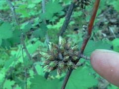 Rhopalomyia grossulariae