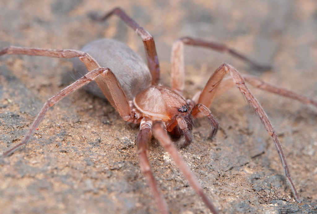 Titiotus hansii