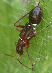 Closterocoris amoenus