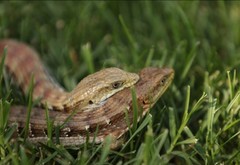Elgaria multicarinata multicarinata