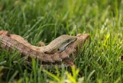Elgaria multicarinata multicarinata