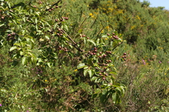 Pyrus cordata
