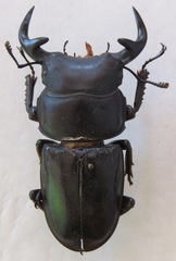 Dorcus grandis formosanus