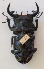 Dorcus grandis formosanus