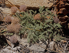 Oreonana purpurascens