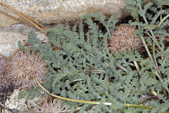 Oreonana purpurascens
