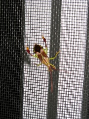 Melucha quinquelineata