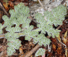Oreonana purpurascens