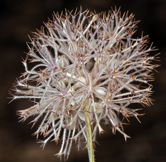 Oreonana purpurascens