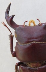 Dorcus grandis formosanus