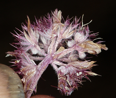 Oreonana purpurascens