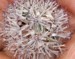 Oreonana purpurascens
