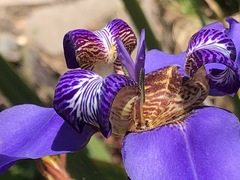 Trimezia coerulea