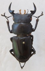 Dorcus grandis formosanus