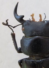 Dorcus grandis formosanus