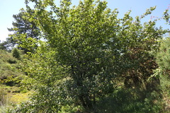 Pyrus cordata