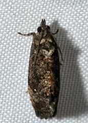 Gymnandrosoma punctidiscanum