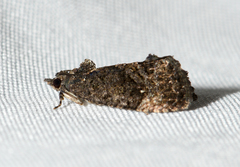 Gymnandrosoma punctidiscanum