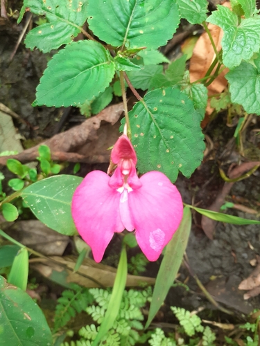 Impatiens stuhlmannii