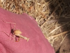 Stagmomantis limbata