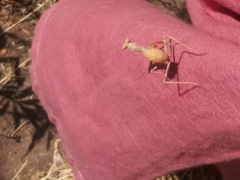 Stagmomantis limbata