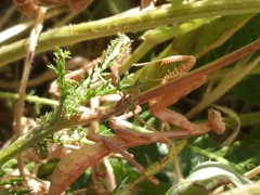 Stagmomantis limbata