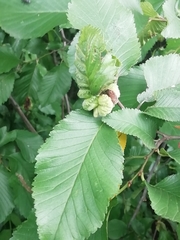 Eriosoma ulmi