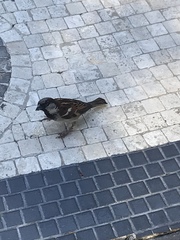 Passer domesticus