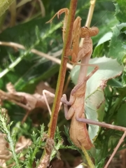 Stagmomantis limbata