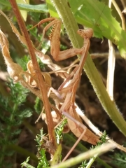 Stagmomantis limbata