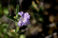Ruellia parryi