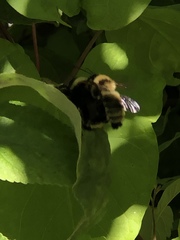 Bombus fervidus