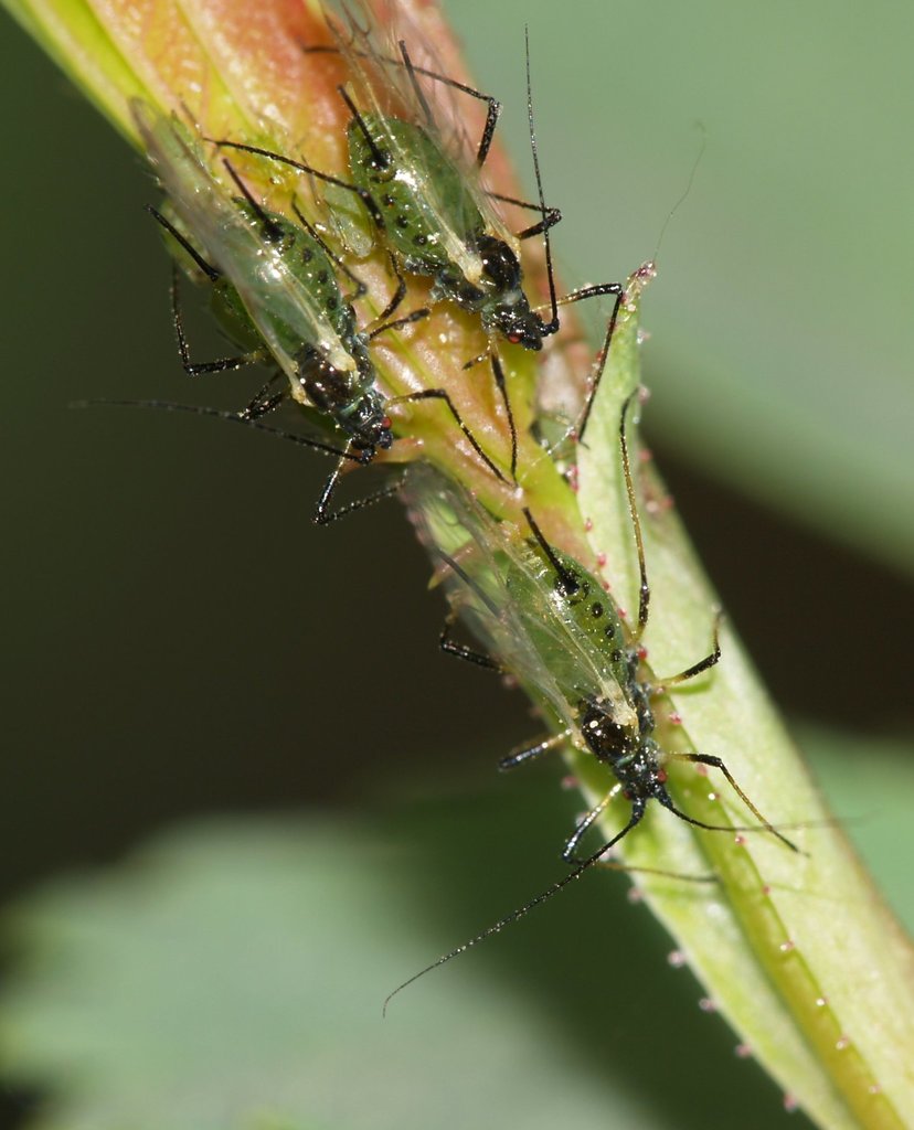 Rose aphid (Macrosiphum rosae)