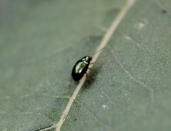 Percolaspis hypoxantha