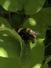 Bombus fervidus