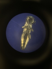 Agrilus obsoletoguttatus