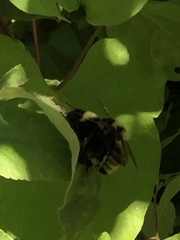 Bombus fervidus