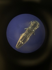 Agrilus obsoletoguttatus
