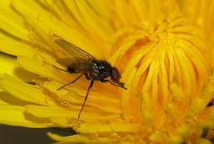 Thricops semicinereus