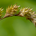 True Sedges - Photo (c) aarongunnar, some rights reserved (CC BY), uploaded by aarongunnar