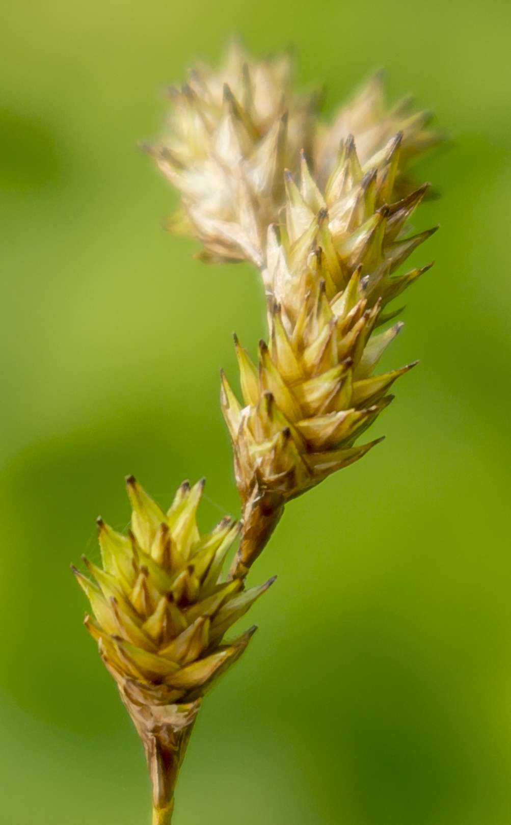 Carex bicknellii