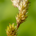 Bicknell's Sedge - Photo (c) aarongunnar, some rights reserved (CC BY), uploaded by aarongunnar